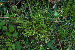 Moehringia trinervia Three-nerved Sandwort