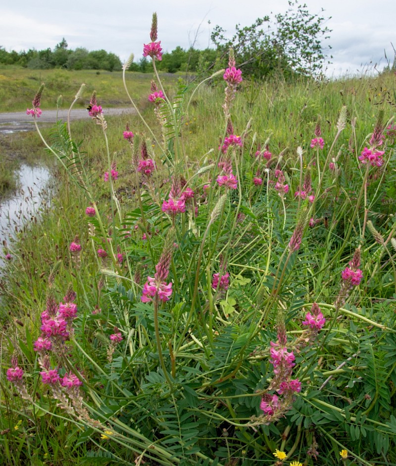 Onobrychis viciifolia - © Charles Hipkin