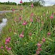 Onobrychis viciifolia