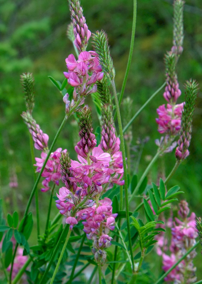 Onobrychis viciifolia - © Charles Hipkin