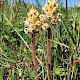 Orobanche picridis