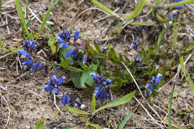 Polygala vulgaris - © Charles Hipkin