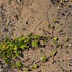 Fallopia convolvulus