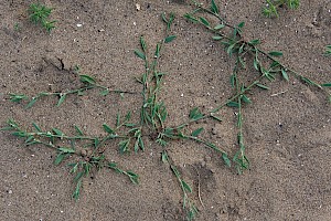 Polygonum oxyspermum subsp. raii Ray's Knotgrass