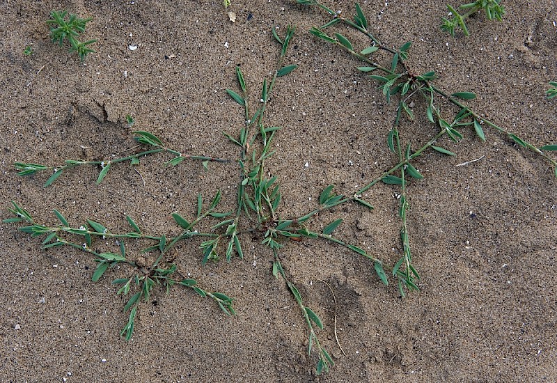 Polygonum oxyspermum subsp. raii - © Charles Hipkin