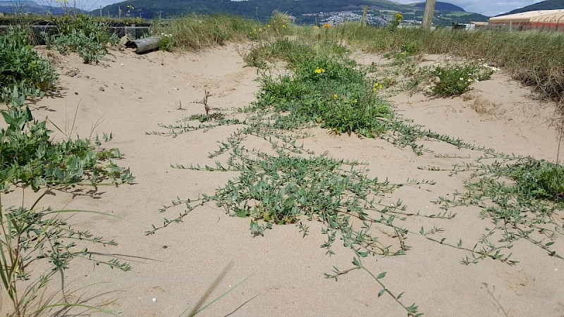 Polygonum oxyspermum subsp. raii - © Barry Stewart