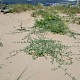 Polygonum oxyspermum subsp. raii