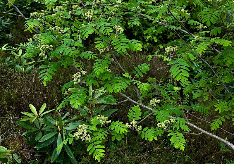 Sorbus aucuparia - © Charles Hipkin