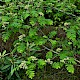 Sorbus aucuparia