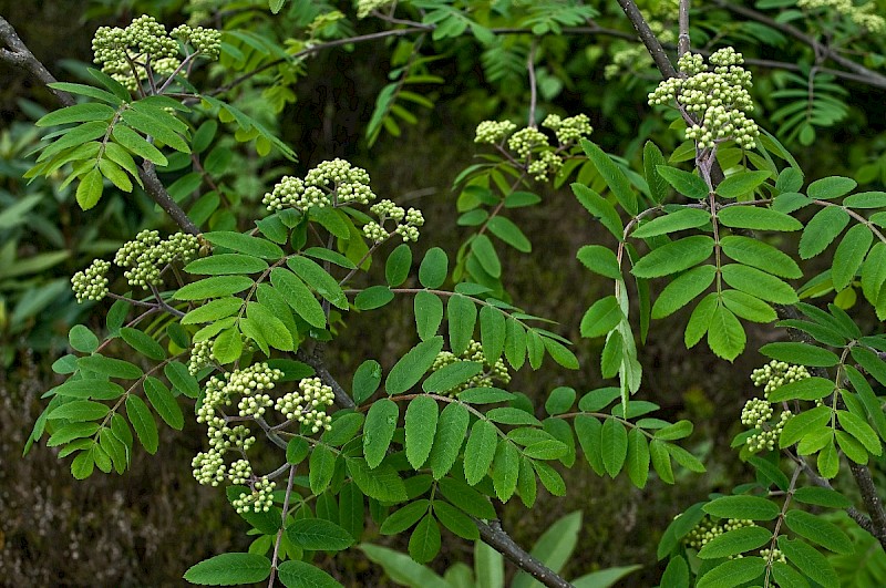 Sorbus aucuparia - © Charles Hipkin