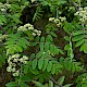 Sorbus aucuparia