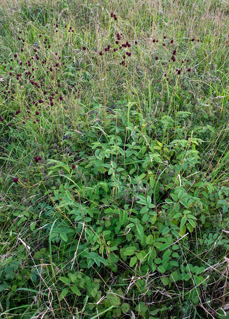 Sanguisorba officinalis - © Charles Hipkin