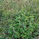 Sanguisorba officinalis