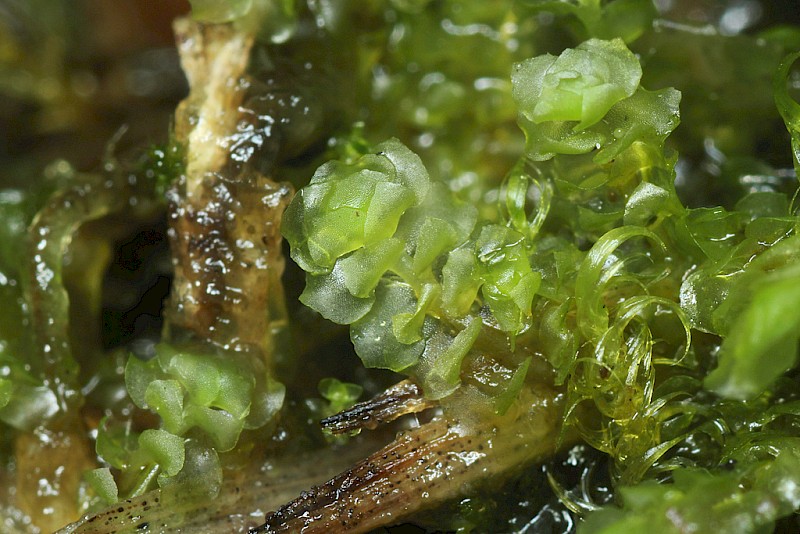 Scapania irrigua - © Barry Stewart