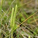 Lycopodium clavatum