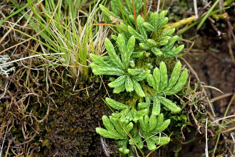 Diphasiastrum alpinum - © Barry Stewart