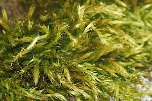 Sciuro-hypnum populeum Matted Feather-moss