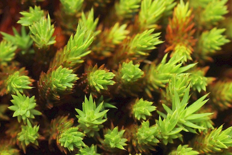 Polytrichum strictum - © Barry Stewart