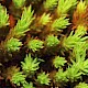 Polytrichum strictum