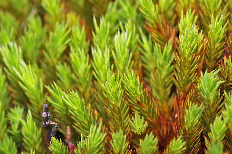 Polytrichum strictum - © Barry Stewart