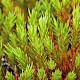 Polytrichum strictum