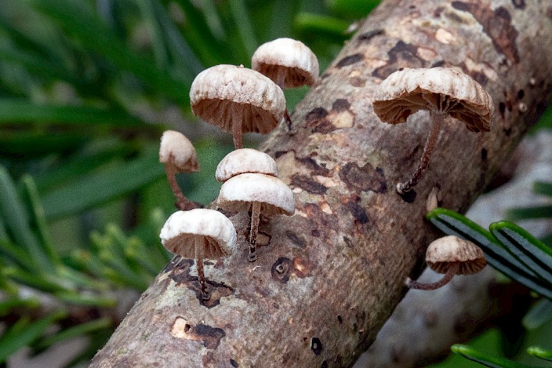 Marasmiellus ramealis - © Charles Hipkin