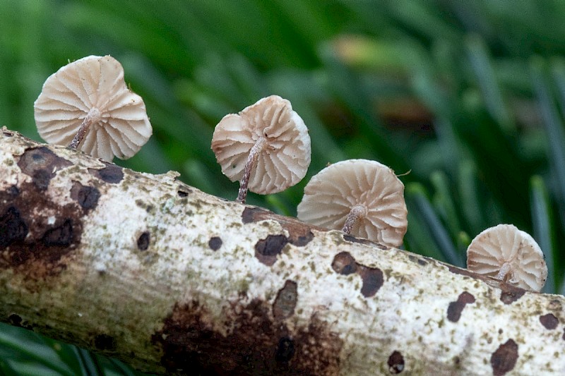 Marasmiellus ramealis - © Charles Hipkin