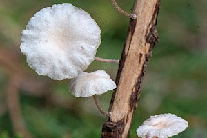 Omphalotaceae