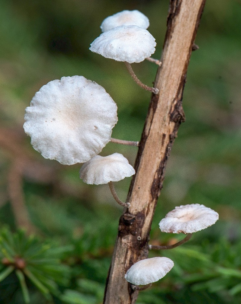 Marasmiellus ramealis - © Charles Hipkin