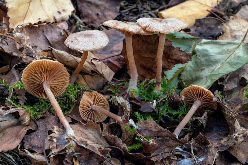 Tubaria furfuracea - © Charles Hipkin