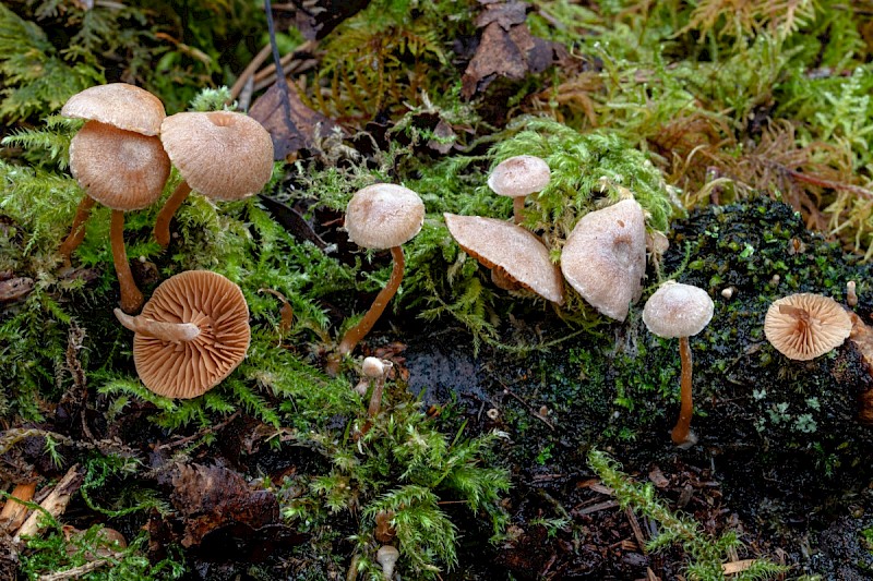 Tubaria furfuracea - © Charles Hipkin