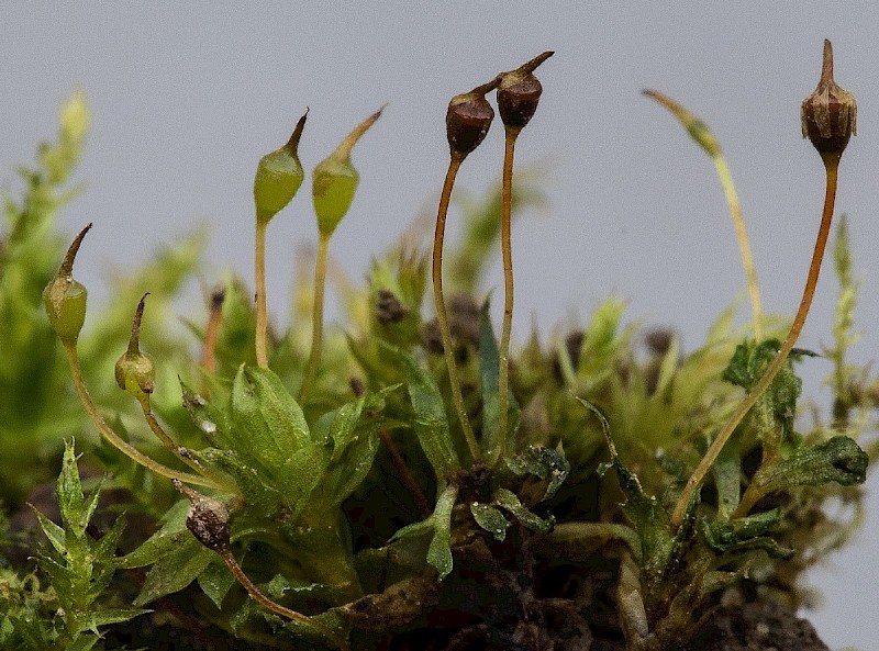 Tortula truncata - © Charles Hipkin