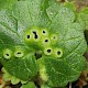 Glechoma hederacea