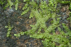 Lejeunea lamacerina Western Pouncewort