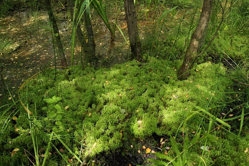 Sphagnum squarrosum - © Barry Stewart