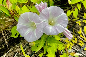 Calystegia sepium subsp. roseata 