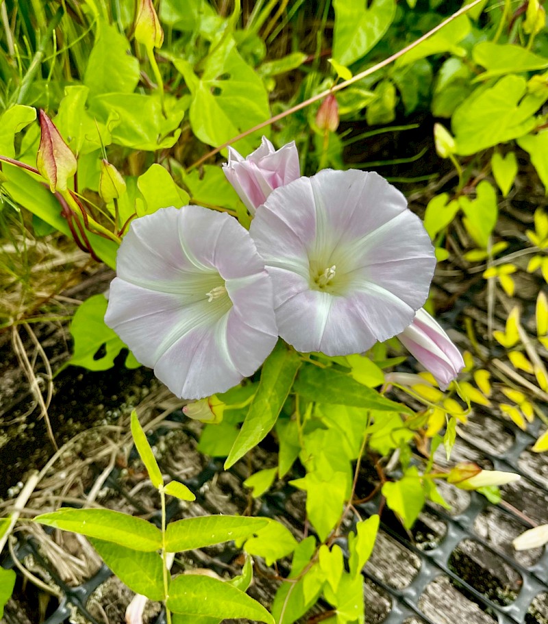 Calystegia sepium subsp. roseata - © Charles Hipkin