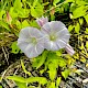 Calystegia sepium subsp. roseata