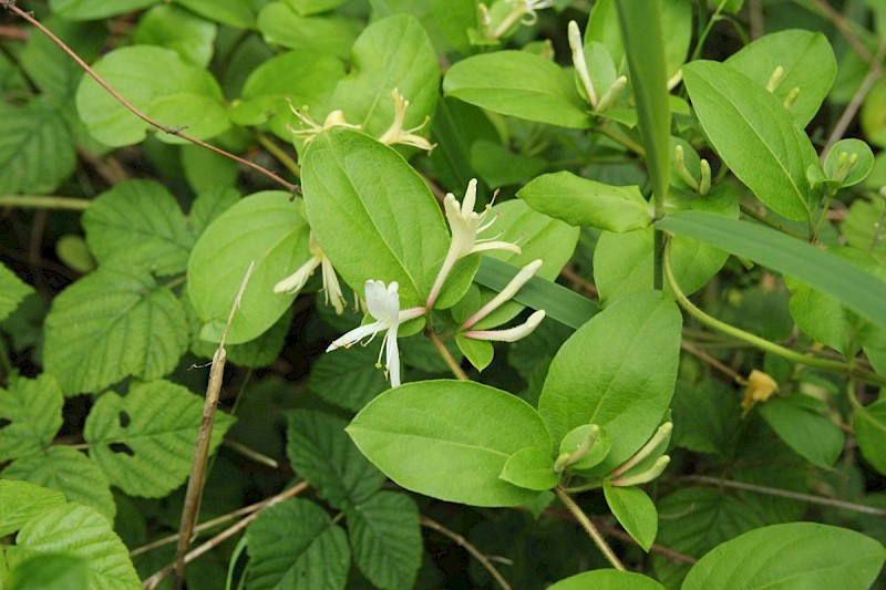 Lonicera japonica - © Barry Stewart