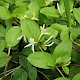 Lonicera japonica