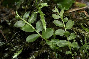 Plagiomnium ellipticum Marsh Thyme-moss