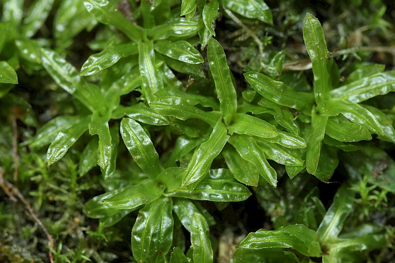 Encalypta streptocarpa - © Barry Stewart