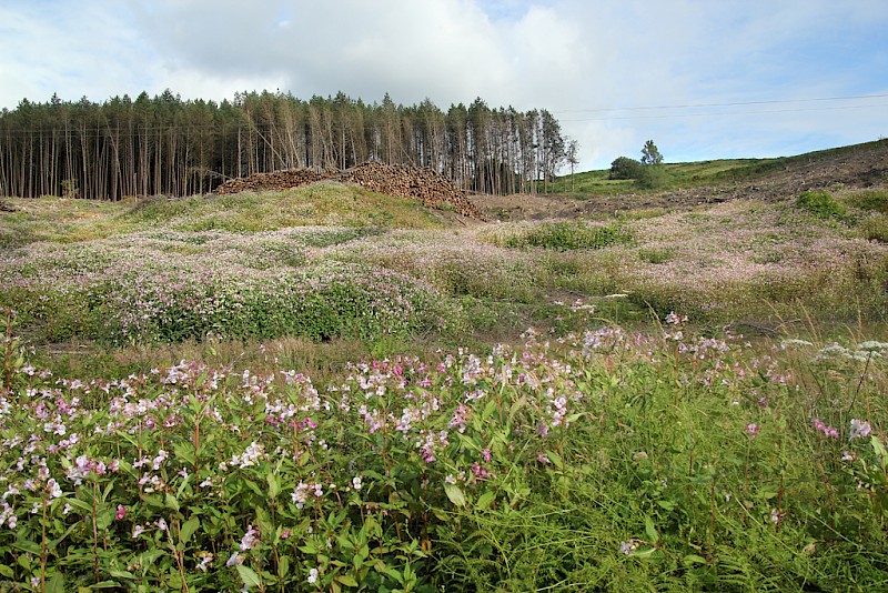 Impatiens glandulifera - © Barry Stewart