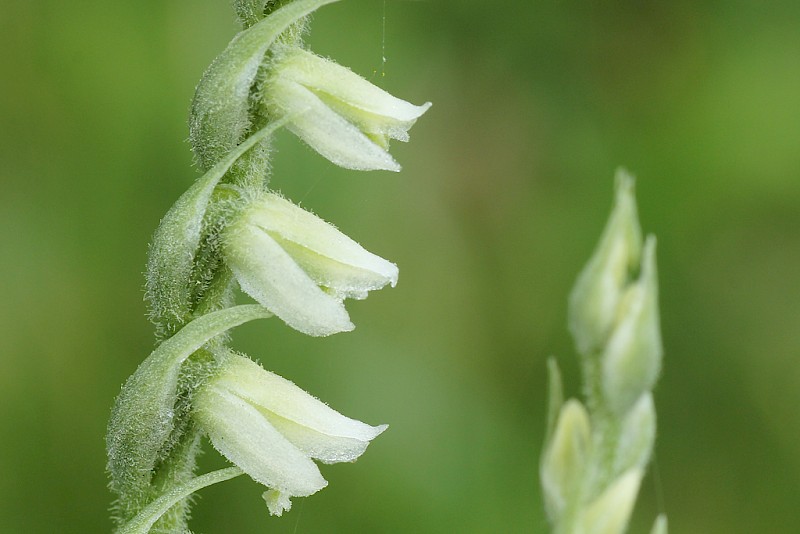 Spiranthes spiralis - © Barry Stewart