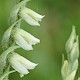 Spiranthes spiralis