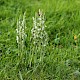 Spiranthes spiralis