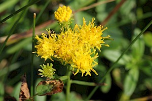 Aster linosyris Goldilocks Aster