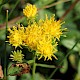 Aster linosyris