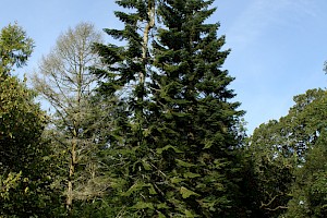 Abies alba European Silver-fir