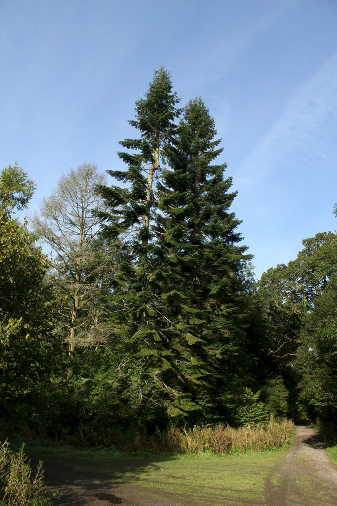 Abies alba - © Barry Stewart